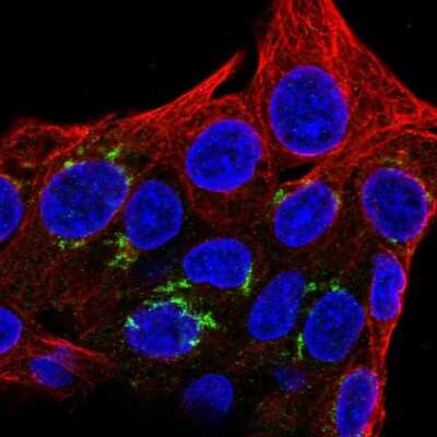 Immunocytochemistry/ Immunofluorescence: FAM8A1 Antibody [NBP2-58571]
