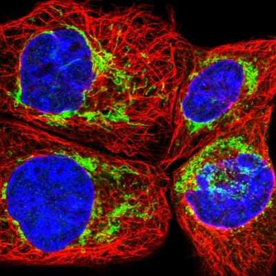 Immunocytochemistry/ Immunofluorescence: FAM92A1 Antibody [NBP1-93794]