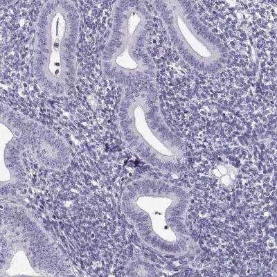 Immunohistochemistry-Paraffin: FAM92A1 Antibody [NBP2-76554]
