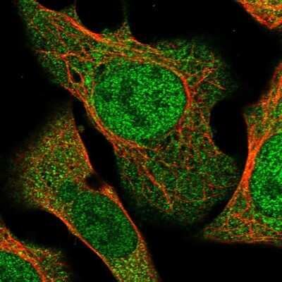 Immunocytochemistry/ Immunofluorescence: FAM96A Antibody [NBP1-82100]
