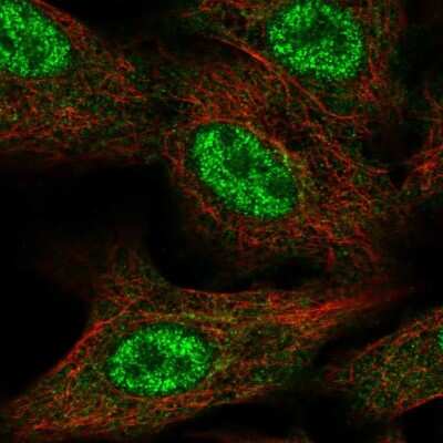 Immunocytochemistry/ Immunofluorescence: FAM96A Antibody [NBP2-57106]