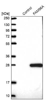 Western Blot: FAM96A Antibody [NBP1-82100]