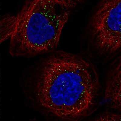 Immunocytochemistry/ Immunofluorescence: FAM98A Antibody [NBP2-38291]
