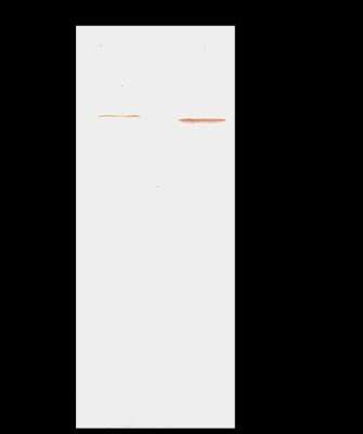 Immunoprecipitation: FAM98A Antibody [NBP2-99203]