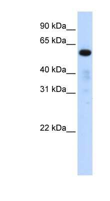 Western Blot: FAM98A Antibody [NBP1-56782]