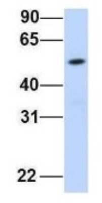 Western Blot: FAM98A Antibody [NBP1-56782]