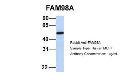 Western Blot: FAM98A Antibody [NBP1-56782]