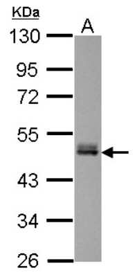 Western Blot: FAM98B Antibody [NBP2-16426]