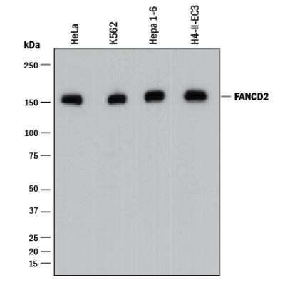 Western Blot: FANCD2 Antibody (1290C)Azide and BSA Free [NBP2-80730]