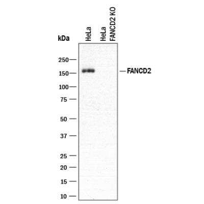 Knockout Validated: FANCD2 Antibody (1290C) - BSA Free [NBP2-61930]