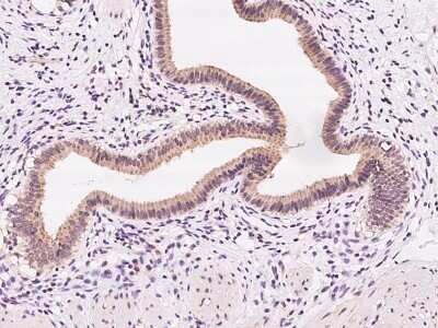 Immunohistochemistry-Paraffin: FAR2 Antibody [NBP2-97541]