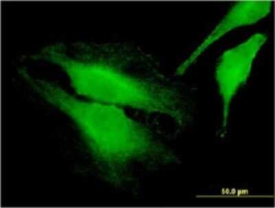 Immunocytochemistry/ Immunofluorescence: FARP1 Antibody (2D4) [H00010160-M01]