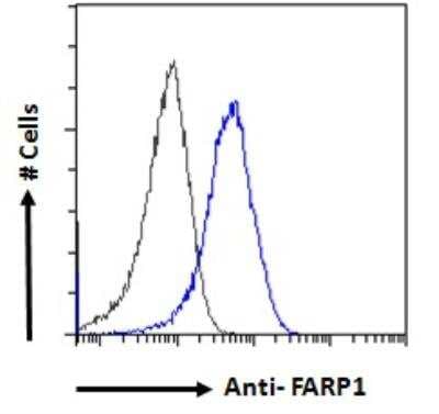 Flow Cytometry: FARP1 Antibody [NBP2-76803]