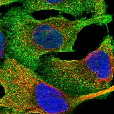 Immunocytochemistry/ Immunofluorescence: FARS2 Antibody [NBP1-85187]