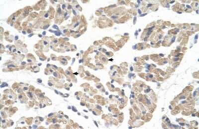 Immunohistochemistry-Paraffin: FARS2 Antibody [NBP1-57378]