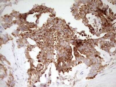 Immunohistochemistry: FARSB Antibody (OTI4B3) [NBP2-45577]