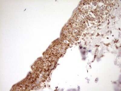 Immunohistochemistry: FARSB Antibody (OTI4B3) - Azide and BSA Free [NBP2-71539]