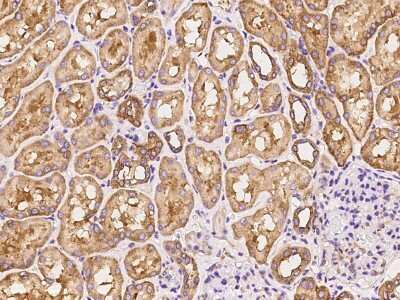 Immunohistochemistry-Paraffin: FARSLA Antibody [NBP2-97761]