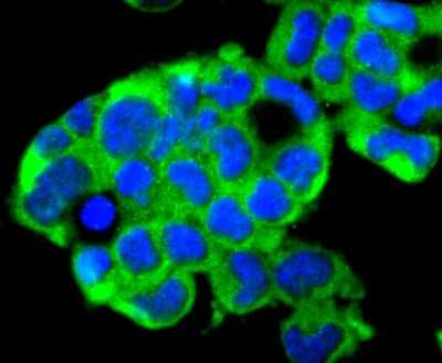 Immunocytochemistry/ Immunofluorescence: FAT10 Antibody (JJ084-09) [NBP2-67917]