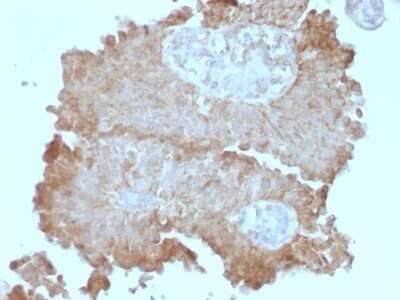 Immunohistochemistry-Paraffin: FAT2 Antibody (8C5) - Azide and BSA Free [NBP2-54371]