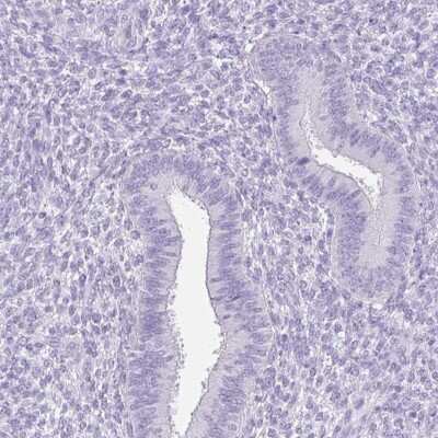 Immunohistochemistry-Paraffin: FATE1 Antibody [NBP1-85402]