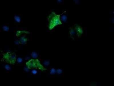Immunofluorescence: FATE1 Antibody (OTI1A1) [NBP2-45594]