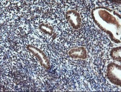 Immunohistochemistry: FATE1 Antibody (OTI1A1) [NBP2-45594]