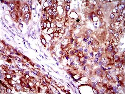Immunohistochemistry-Paraffin: FATP2/SLC27A2 Antibody (6B3A9) - BSA Free [NBP2-37738]