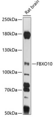 Western Blot: FBX10 AntibodyAzide and BSA Free [NBP3-03304]