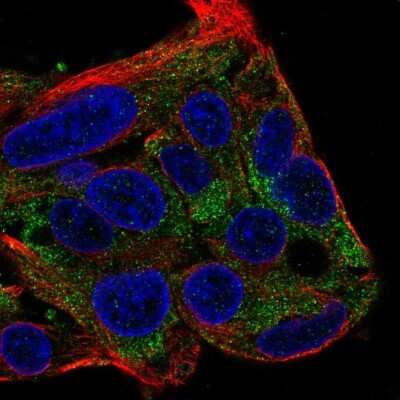 Immunocytochemistry/ Immunofluorescence: FBXL22 Antibody [NBP2-14011]
