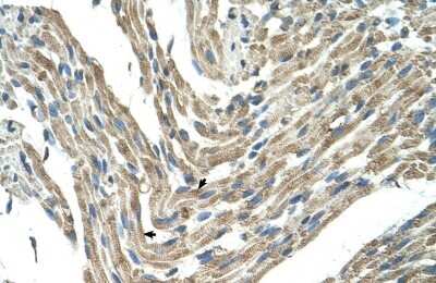 Immunohistochemistry-Paraffin: FBXL5 Antibody [NBP1-54918]