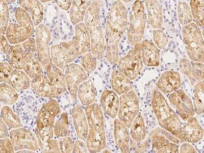 Immunohistochemistry-Paraffin: FBXL7 Antibody [NBP2-98943]