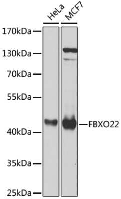 Western Blot: FBXO22 AntibodyBSA Free [NBP3-04384]