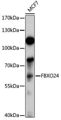 Western Blot: FBXO24 AntibodyAzide and BSA Free [NBP3-04452]