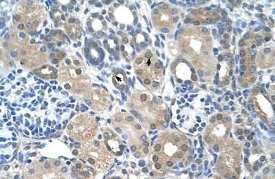Immunohistochemistry-Paraffin: FBXO25 Antibody [NBP1-55045]