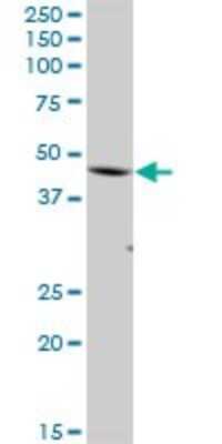 Western Blot: FBXO28 Antibody [H00023219-B01P]