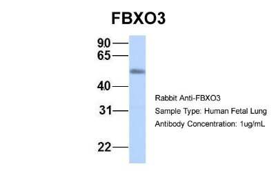 Western Blot: FBXO3 Antibody [NBP1-55046]