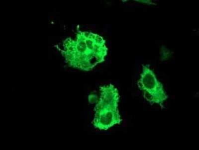 Immunocytochemistry/ Immunofluorescence: FBXO31 Antibody (OTI1H1) - Azide and BSA Free [NBP2-72208]
