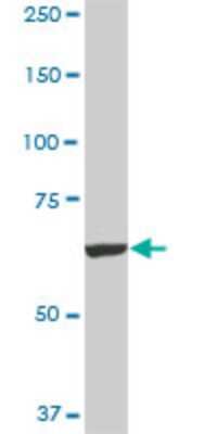 Western Blot: FBXO42 Antibody (2F10) [H00054455-M02]