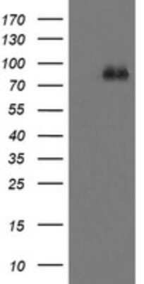 Western Blot: FBXO42 Antibody (OTI1H4)Azide and BSA Free [NBP2-71960]