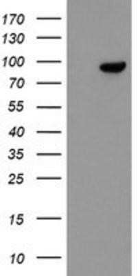 Western Blot: FBXO42 Antibody (OTI2G7)Azide and BSA Free [NBP2-71958]