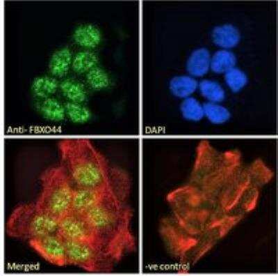Immunocytochemistry/ Immunofluorescence: FBXO44 Antibody [NBP1-51915]