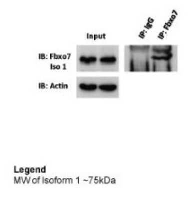Immunoprecipitation: FBXO7 Antibody [NBP1-55051]