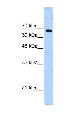 Western Blot: FBXW7/Cdc4 Antibody [NBP1-59631]