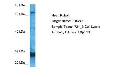 Western Blot: FBXW7/Cdc4 Antibody [NBP1-59631]