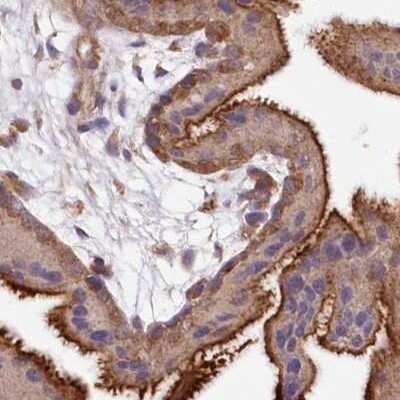 Immunohistochemistry-Paraffin: FCHO2 Antibody [NBP1-90904]