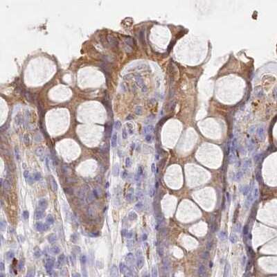 Immunohistochemistry-Paraffin: FCHO2 Antibody [NBP1-90904]