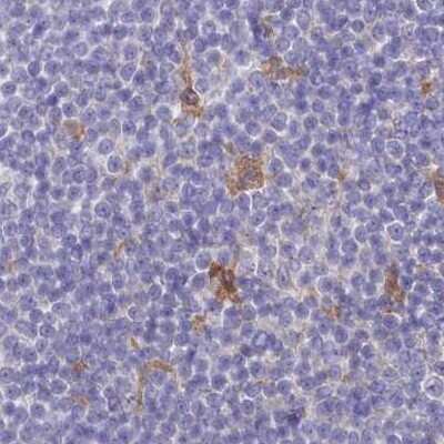 Immunohistochemistry-Paraffin: FCHO2 Antibody [NBP1-90904]