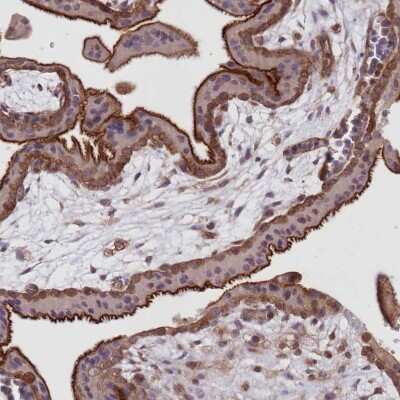 Immunohistochemistry-Paraffin: FCHO2 Antibody [NBP2-32694]