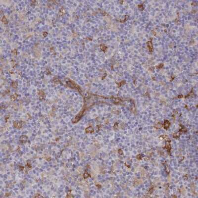 Immunohistochemistry-Paraffin: FCHO2 Antibody [NBP2-32694]